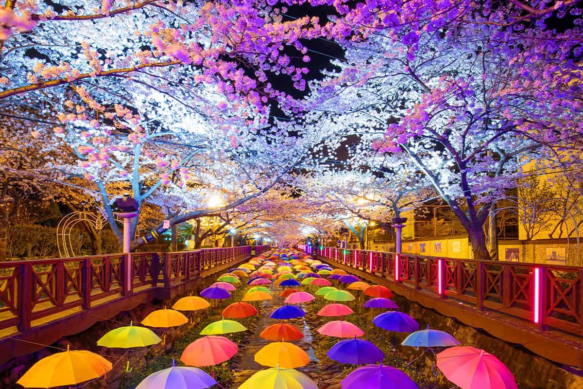 진해 군항제 맛집